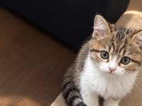 Boyu küçük kalbi büyük Abbas kedimize yuva arıyoruz