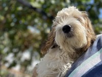 Maltipoo 4 aylık dişi