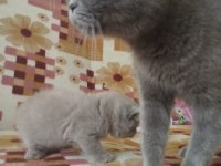Sağlıklı oyuncu british shorthair bebekler