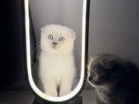 Sevimli Oyuncu Erkek Scottish Fold