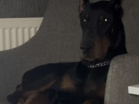 Şecereli aşıları tam erkek doberman