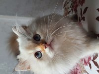 Minnoş Scottish Fold Longhair Golden Safkan Yavru