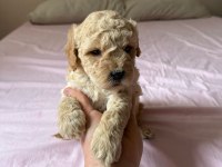 MİNYATÜR BOY MALTİPOO YAVRUMUZ