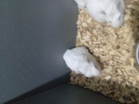 Yavru guinea pig