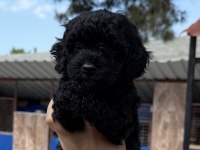 Siyah toypoodle zeytin gözlü şirin yavrular 