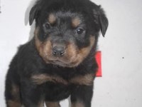 Rottweiler yavru köpekler