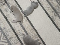 25 günlük british shorthair