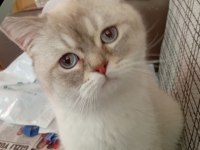 Ücretsiz olarak verilecek british shorthair kedilerim