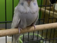 Show jumbo muhabbet kuşu