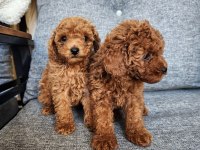 Safkan 0 numara toy poodle