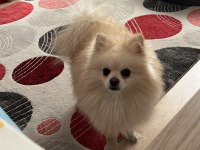 Pomeranian Oğlumuz Latte