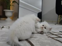 Kedilerimiz yeni yuvasını arıyor
