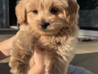 Irk Ve Sağlık Garantili Maltipoo Yavrularımız