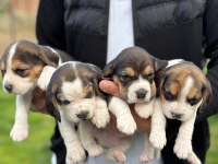 Safkan beagle yavrular