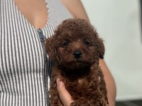Poodle Prenses