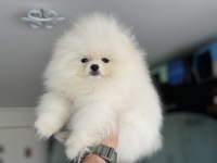 Tea Cup Kar Beyaz Pomeranian Yavrumuz