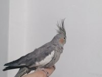 1 tane ele alışkın Sultan papağanı
