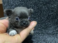 Çok tatlı şivava minikler yeni yuvasına gitmeye hazır