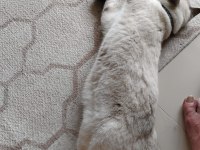 British shorthair kedimiz sahiplendirilecektir
