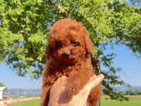 toy poodle kore kanı a kalite