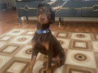 4.5 AYLIK DÜNYA TATLISI SAF KAN DOBERMAN KIZIM HERA