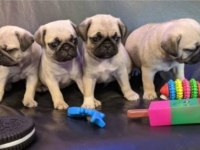 Irk Ve Sağlık Garantili Pug Köpeği