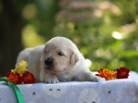 Golden Retriever Gelip Görerek Alabilirsiniz