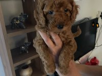 Toy Poodle Yavrularım Orijinal Ev Üretimi