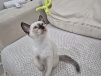 Safkan Siyam Kedisi Yavrular