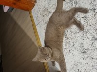 British shorthair erkek ücretsiz