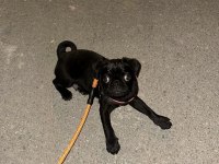 4 aylık evcil siyah pug köpeği