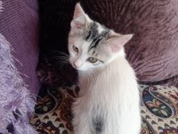 KEDİMİZ BULUT OĞLUMUZA YUVA ARIYORUZ