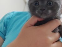 Güzel scottish fold yavrularımız