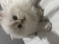 2 aylık british longhair yavrum