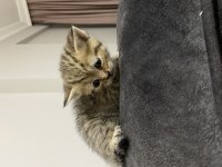 Yeni Yuvalarına Merhaba Diyecek Kediler