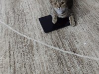 Taşınmadan dolayı kedimi sahiplendiriyorum