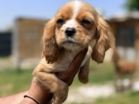 COCKER YAVRU KÖPEĞİMİZ SAKARYA