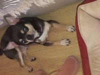 Male chihuahua