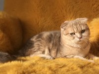 Show kalite Full Secereli Scottish Fold ve Straight
