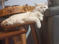 1.5 yaşında erkek british shorthair