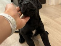 Sahiplendirme cane corso 1,5 aylık