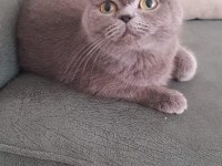 Ponçiğim scottish fold
