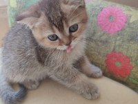 Golden tabby 2 aylık yavru kedimiz