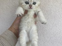 British shorthair