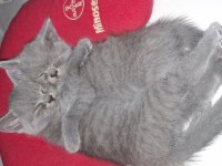Scottish fold yavru kediler