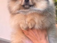Yavru Erkek Pomeranian Boo