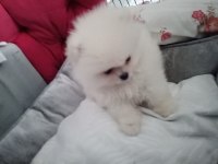 Pomeranian teacup erkek