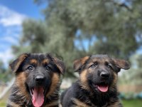 ALMAN KURDU KÖPEĞİMİZ