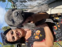 Blue cane corso yavrularım