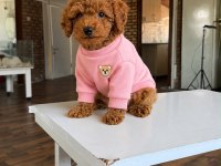 Orjinal Toy Poodle Yavrularım